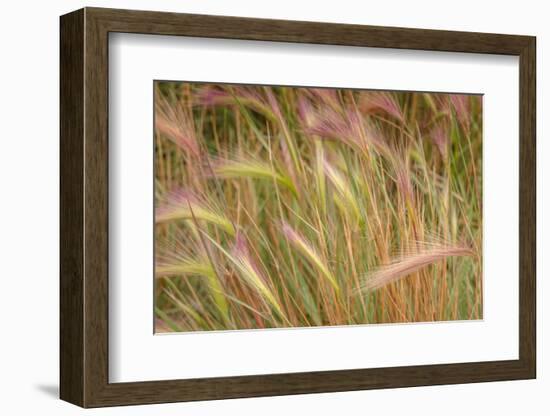 Fox-Tail Barley, Hordeum Jubatum, Roadside, Routt National Forest, Colorado, USA-Maresa Pryor-Framed Photographic Print