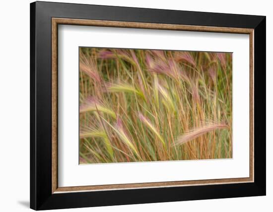 Fox-Tail Barley, Hordeum Jubatum, Roadside, Routt National Forest, Colorado, USA-Maresa Pryor-Framed Photographic Print