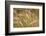 Fox-Tail Barley, Hordeum Jubatum, Roadside, Routt National Forest, Colorado, USA-Maresa Pryor-Framed Photographic Print