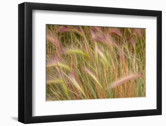 Fox-Tail Barley, Hordeum Jubatum, Roadside, Routt National Forest, Colorado, USA-Maresa Pryor-Framed Photographic Print