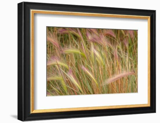 Fox-Tail Barley, Hordeum Jubatum, Roadside, Routt National Forest, Colorado, USA-Maresa Pryor-Framed Photographic Print