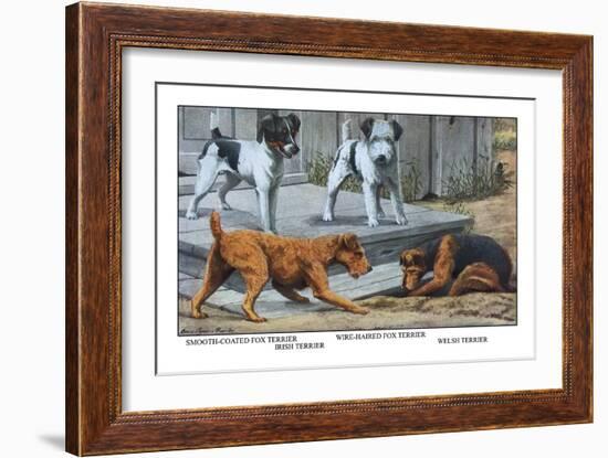 Fox Terrier-Louis Agassiz Fuertes-Framed Art Print