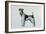 Fox Terrier-Harro Maass-Framed Giclee Print