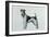 Fox Terrier-Harro Maass-Framed Giclee Print