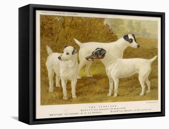 Fox Terriers Rough and Smooth-Vero Shaw-Framed Premier Image Canvas