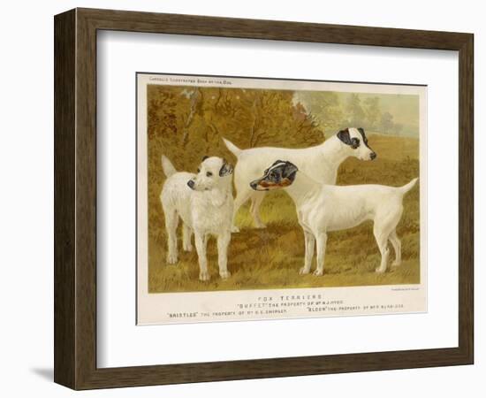 Fox Terriers Rough and Smooth-Vero Shaw-Framed Photographic Print