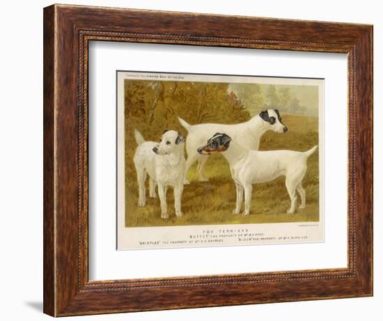 Fox Terriers Rough and Smooth-Vero Shaw-Framed Photographic Print