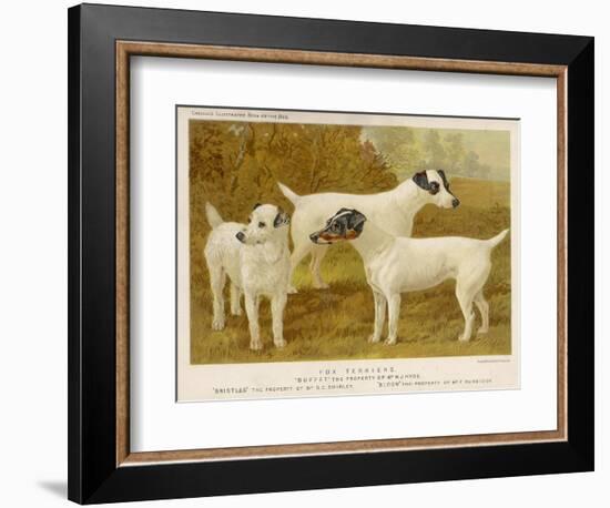 Fox Terriers Rough and Smooth-Vero Shaw-Framed Photographic Print