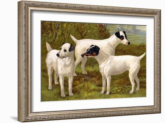 Fox Terriers-Vero Shaw-Framed Art Print