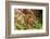 Fox, Vulpes Vulpes, Young, Sleeping, Nature, Fauna, Wildlife, Wilderness, Forest, Forest-Ground-Chris Seba-Framed Photographic Print