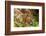 Fox, Vulpes Vulpes, Young, Sleeping, Nature, Fauna, Wildlife, Wilderness, Forest, Forest-Ground-Chris Seba-Framed Photographic Print