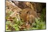Fox, Vulpes Vulpes, Young, Sleeping, Nature, Fauna, Wildlife, Wilderness, Forest, Forest-Ground-Chris Seba-Mounted Photographic Print