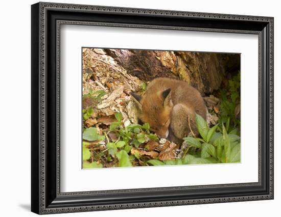 Fox, Vulpes Vulpes, Young, Sleeping, Nature, Fauna, Wildlife, Wilderness, Forest, Forest-Ground-Chris Seba-Framed Photographic Print