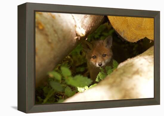 Fox, Vulpes Vulpes, Young, Watching, Camera, Tree-Trunks, Detail, Blurred, Nature, Fauna-Chris Seba-Framed Premier Image Canvas