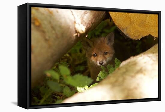 Fox, Vulpes Vulpes, Young, Watching, Camera, Tree-Trunks, Detail, Blurred, Nature, Fauna-Chris Seba-Framed Premier Image Canvas