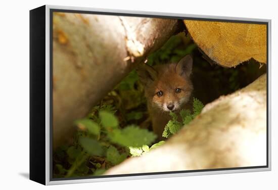 Fox, Vulpes Vulpes, Young, Watching, Camera, Tree-Trunks, Detail, Blurred, Nature, Fauna-Chris Seba-Framed Premier Image Canvas