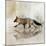 Fox Walk II-Ken Roko-Mounted Art Print