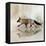 Fox Walk II-Ken Roko-Framed Stretched Canvas