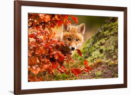 Fox-Robert Adamec-Framed Art Print