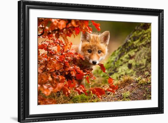 Fox-Robert Adamec-Framed Art Print