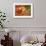 Fox-Robert Adamec-Framed Art Print displayed on a wall