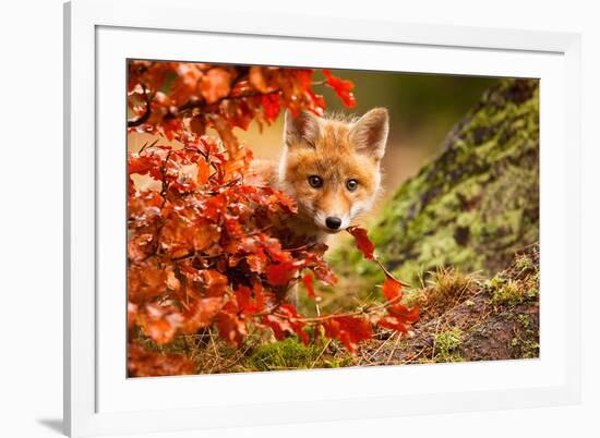 Fox-Robert Adamec-Framed Art Print