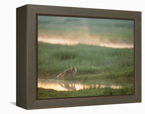 Fox-null-Framed Premier Image Canvas