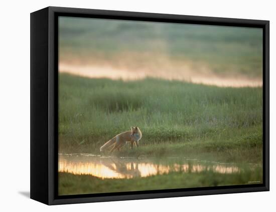 Fox-null-Framed Premier Image Canvas