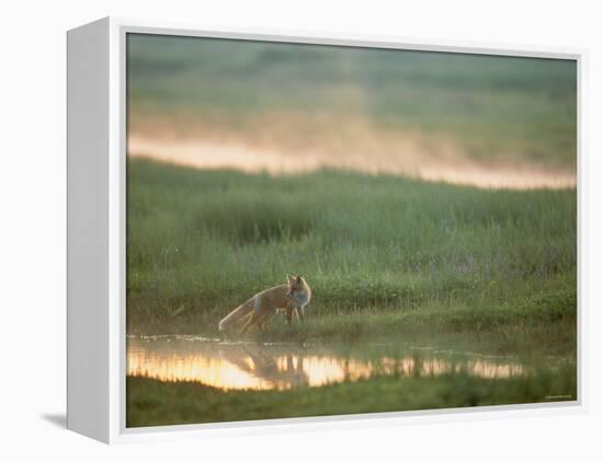 Fox-null-Framed Premier Image Canvas