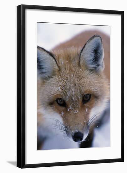 Fox-null-Framed Photographic Print