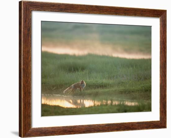 Fox-null-Framed Photographic Print