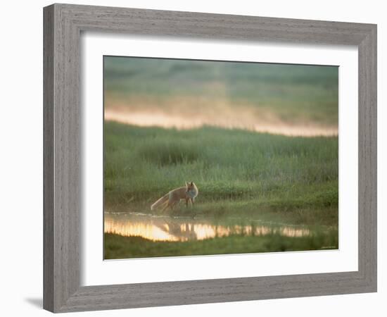 Fox-null-Framed Photographic Print