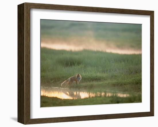 Fox-null-Framed Photographic Print