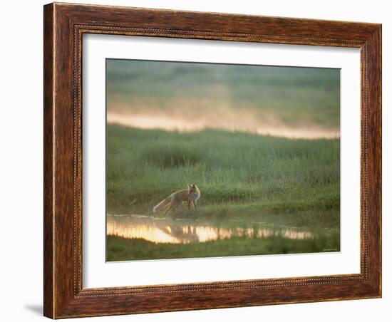 Fox-null-Framed Photographic Print