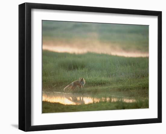 Fox-null-Framed Photographic Print