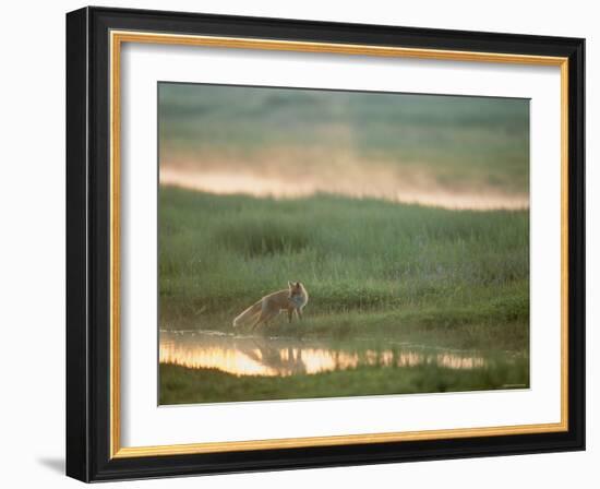 Fox-null-Framed Photographic Print