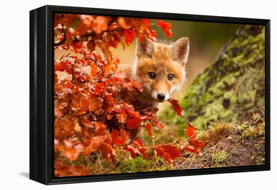 Fox-Robert Adamec-Framed Premier Image Canvas