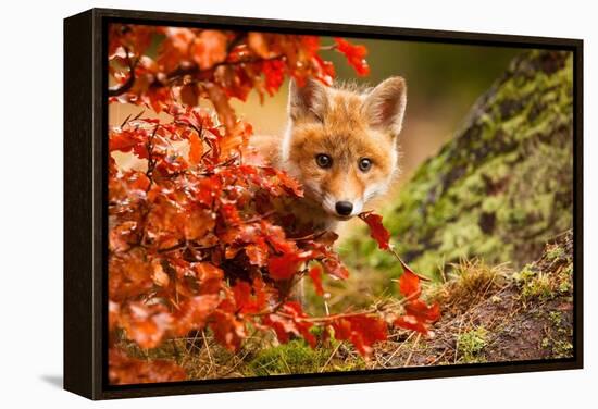 Fox-Robert Adamec-Framed Premier Image Canvas
