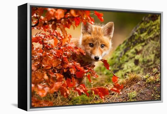 Fox-Robert Adamec-Framed Premier Image Canvas