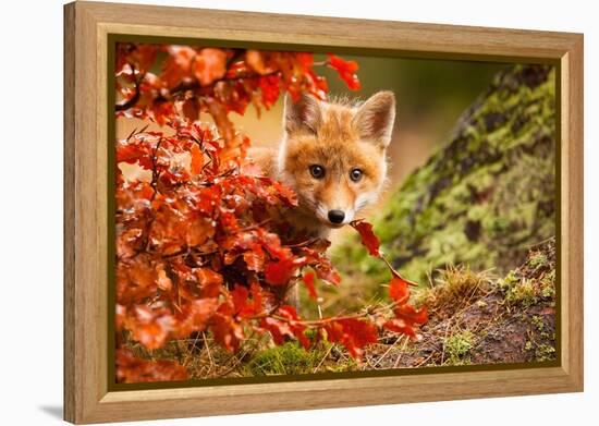 Fox-Robert Adamec-Framed Premier Image Canvas