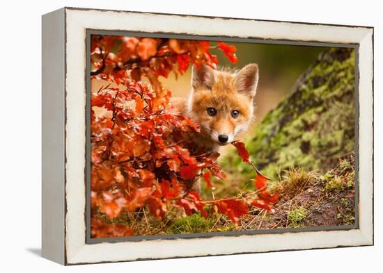 Fox-Robert Adamec-Framed Premier Image Canvas