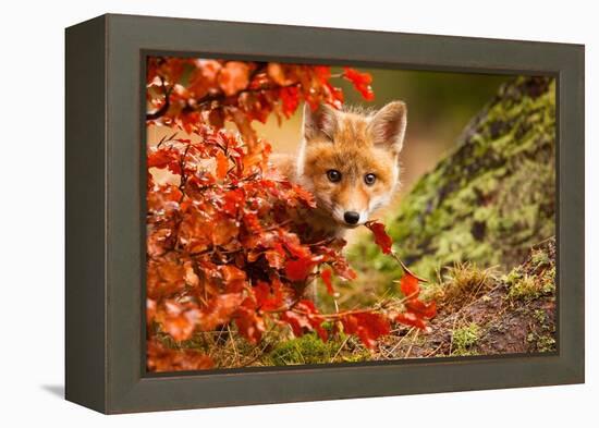 Fox-Robert Adamec-Framed Premier Image Canvas