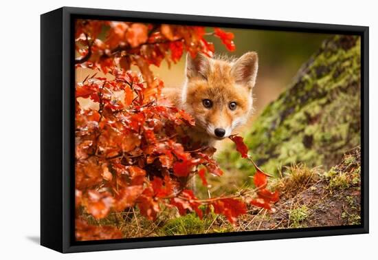 Fox-Robert Adamec-Framed Premier Image Canvas