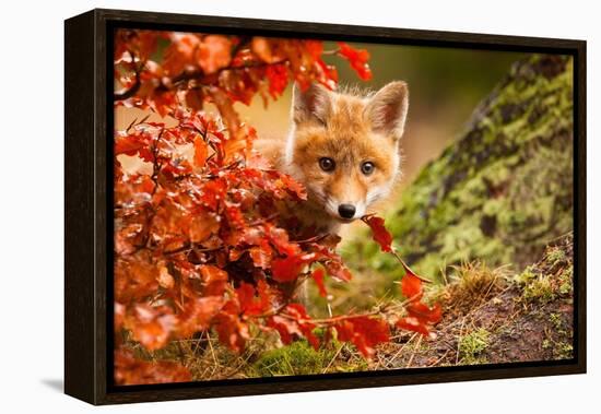 Fox-Robert Adamec-Framed Premier Image Canvas