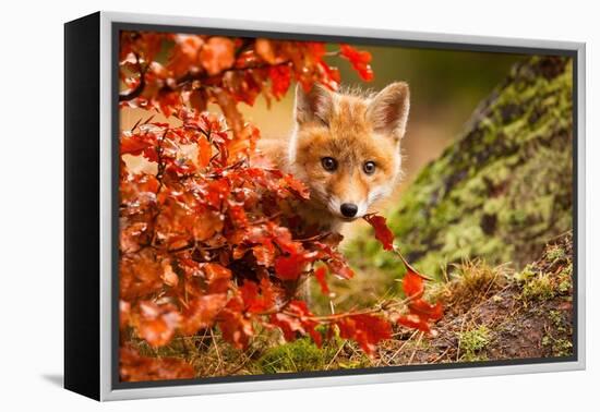 Fox-Robert Adamec-Framed Premier Image Canvas