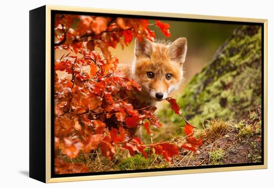 Fox-Robert Adamec-Framed Premier Image Canvas