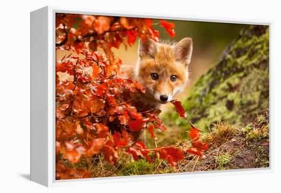 Fox-Robert Adamec-Framed Premier Image Canvas