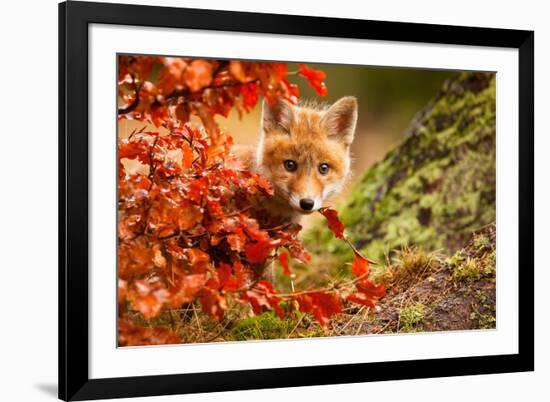 Fox-Robert Adamec-Framed Photographic Print