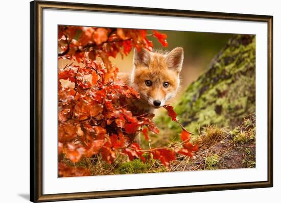 Fox-Robert Adamec-Framed Photographic Print