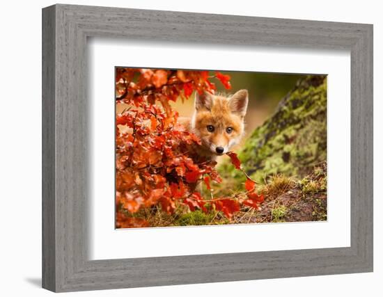 Fox-Robert Adamec-Framed Photographic Print